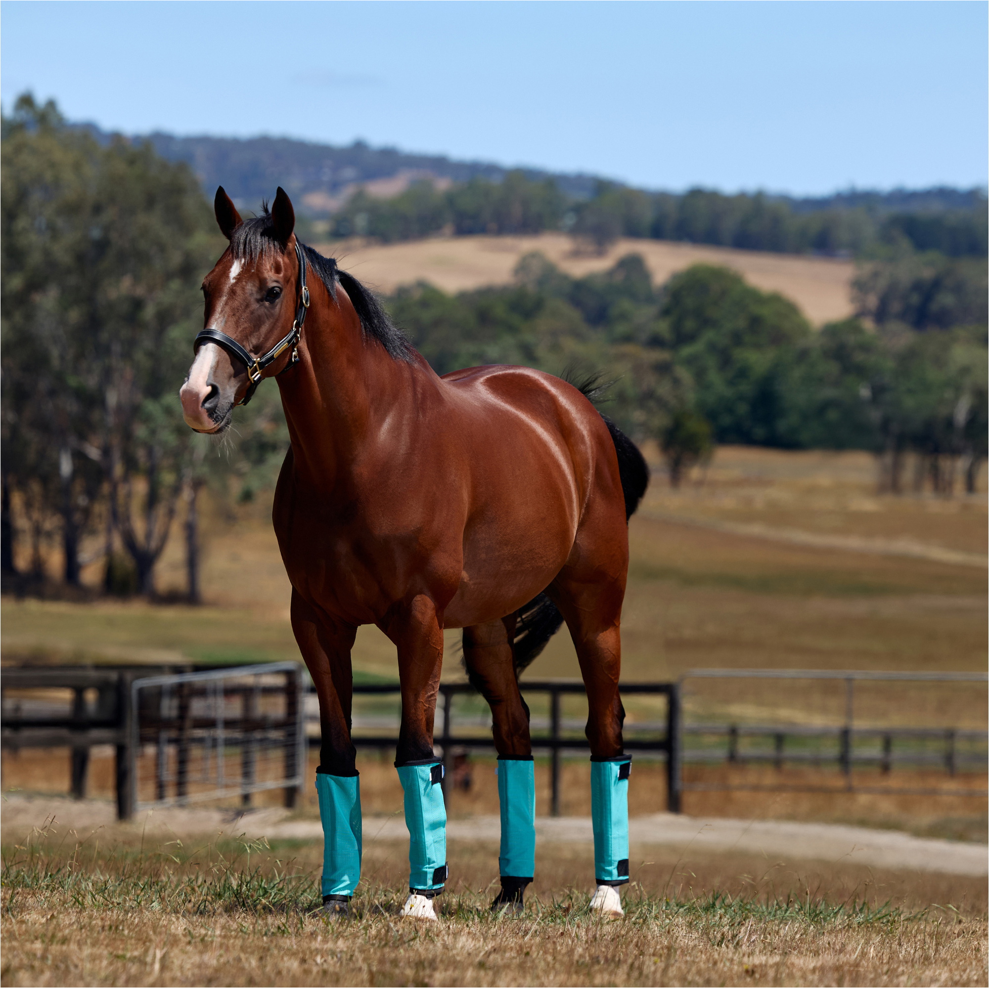 2026 WeatherBeeta Comfitec Dura-Mesh Couvertures Anti-mouches 1030085005 - Turquoise / Black